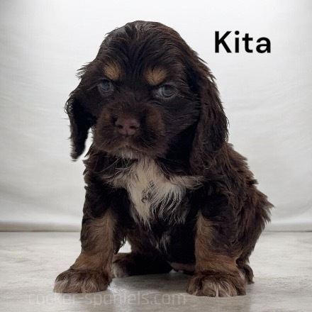 puppy, for, sale, Cocker Spaniel, Joe & Cherri  Overlease, dog, breeder, Miller, MO, dog-breeder, puppy-for-sale, forsale, nearby, find, puppyfind, locator, puppylocator, aca